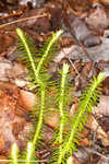 Shining clubmoss